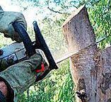 Best Commercial Tree Services  in Wanatah, IN