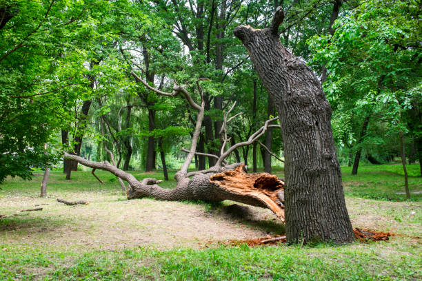 How Our Tree Care Process Works  in  Wanatah, IN