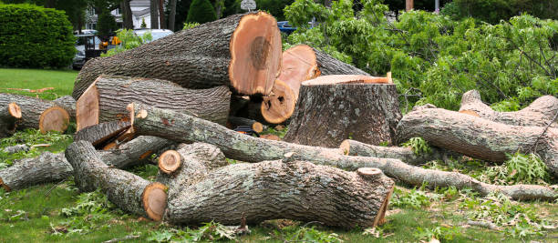 Best Tree Preservation Services  in Wanatah, IN