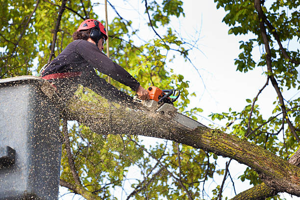 Best Arborist Consultation Services  in Wanatah, IN