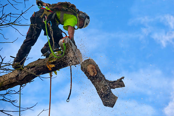 Best Weed Control  in Wanatah, IN