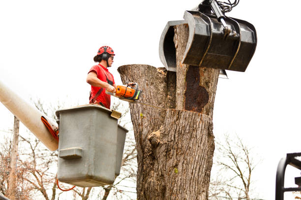 Best Tree Trimming and Pruning  in Wanatah, IN