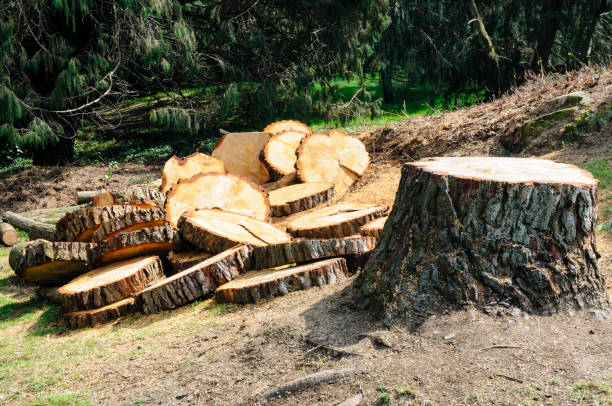 Best Lot and Land Clearing  in Wanatah, IN